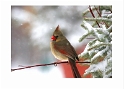 031805_4650-TS Female Cardinal